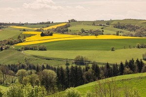 Paysage champs de colza © D. Delpoux